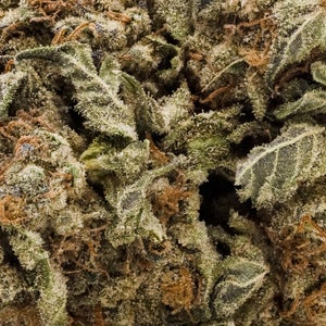 Dollar Treez - Black Domina - Image 6