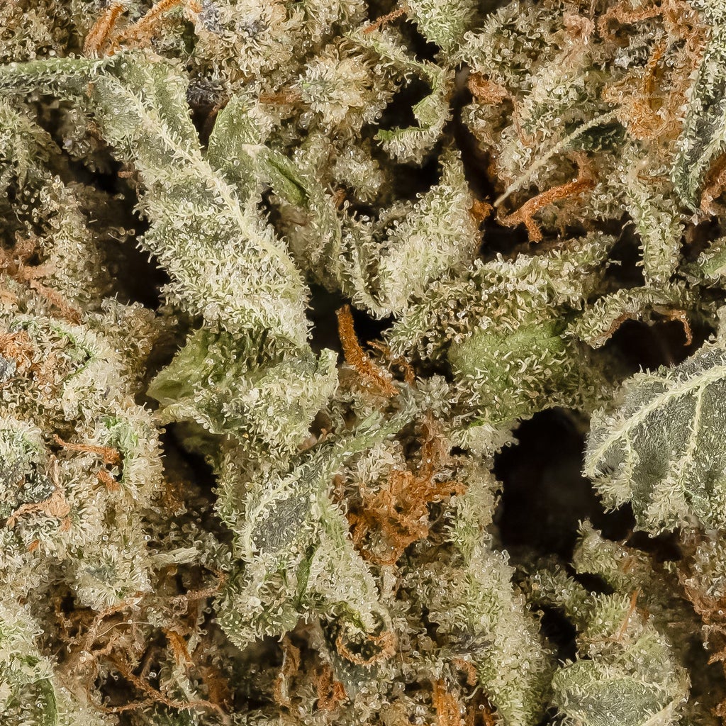 Dollar Treez - Black Domina