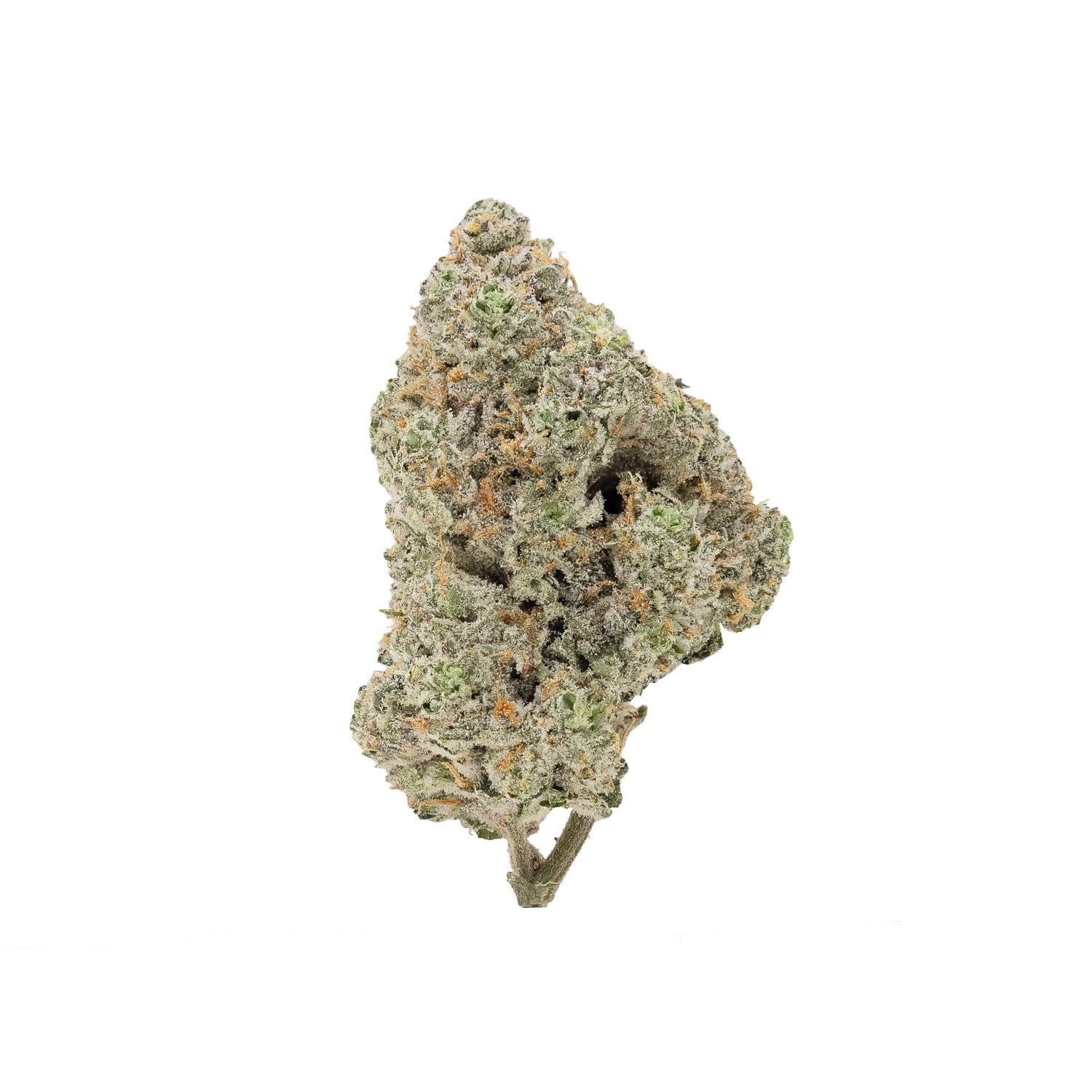 PurpleDragon-Hoot-03