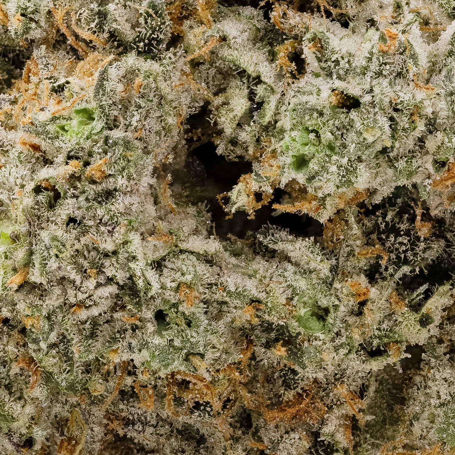 PurpleDragon-Hoot-05