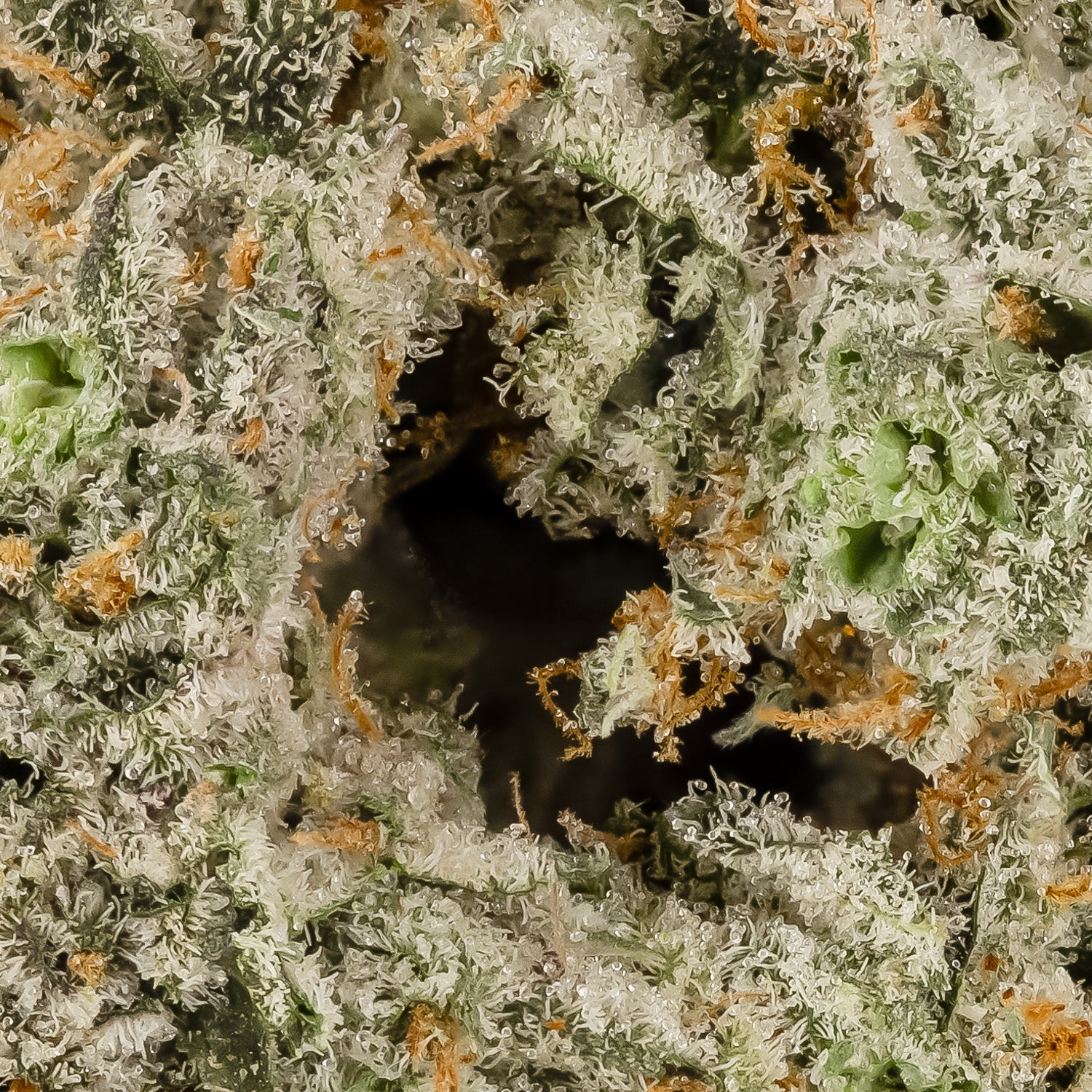 PurpleDragon-Hoot-06