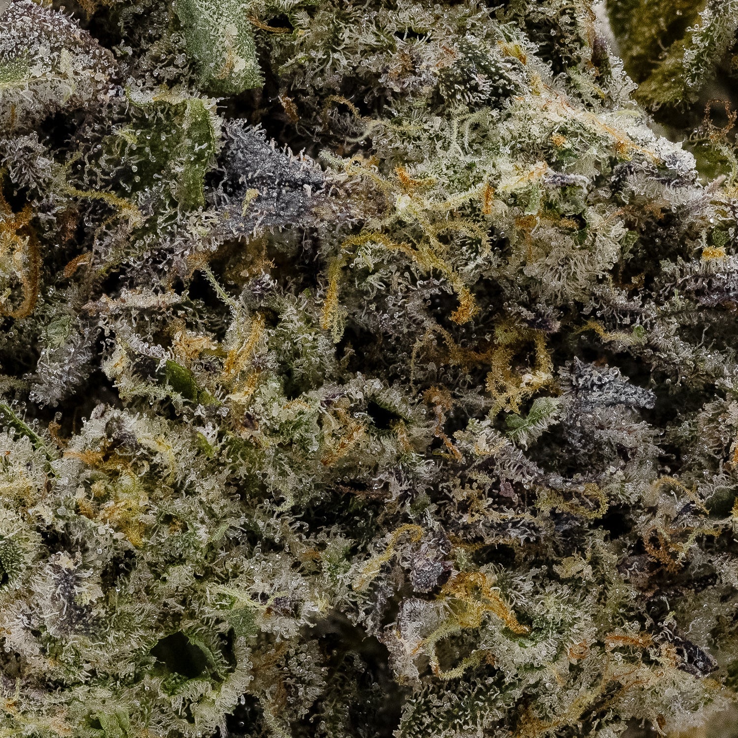 IceCreamCake-Hoot-05