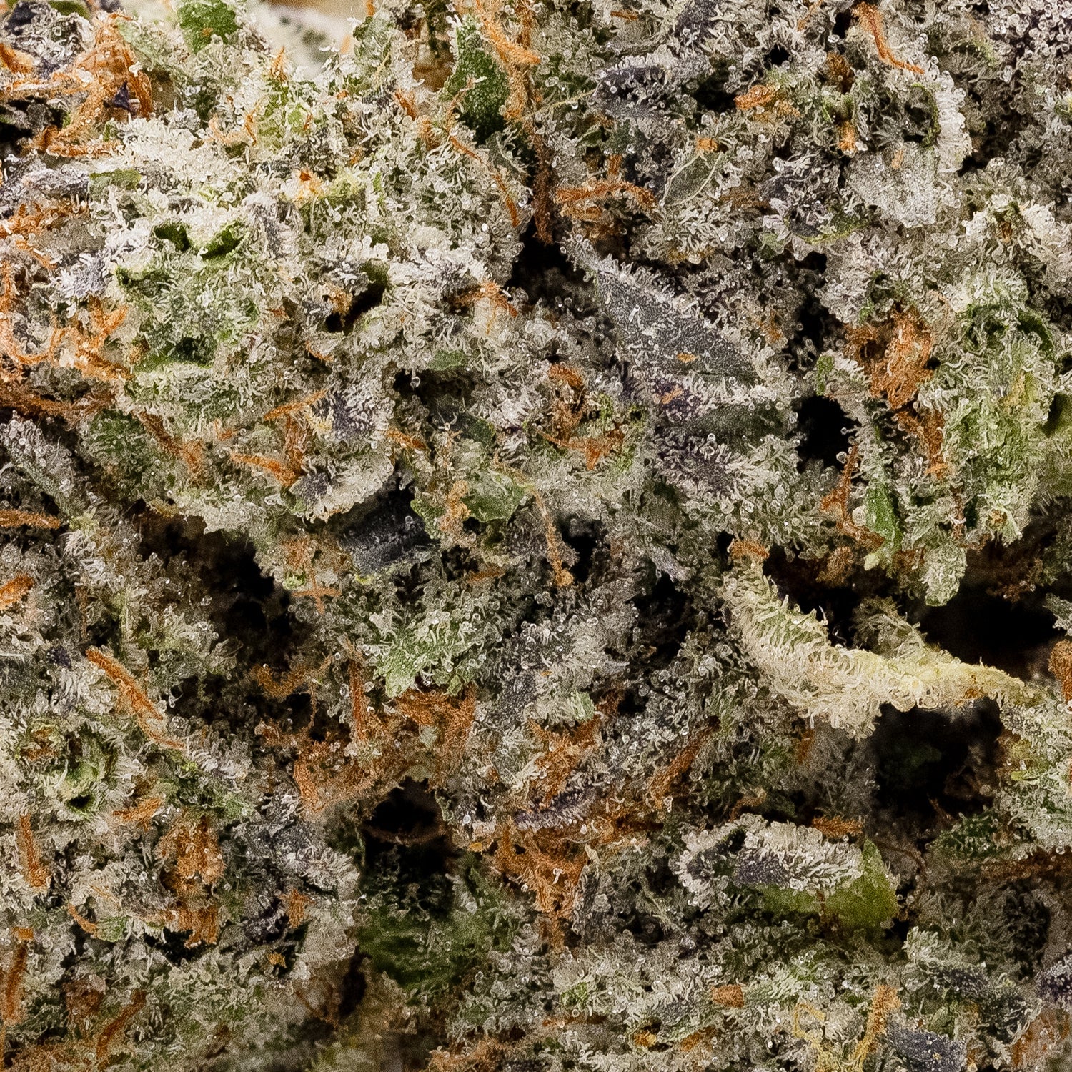 PineTarKush-Hoot-05