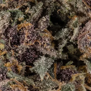 Hoot Cannabis - Triceratops - Image 6