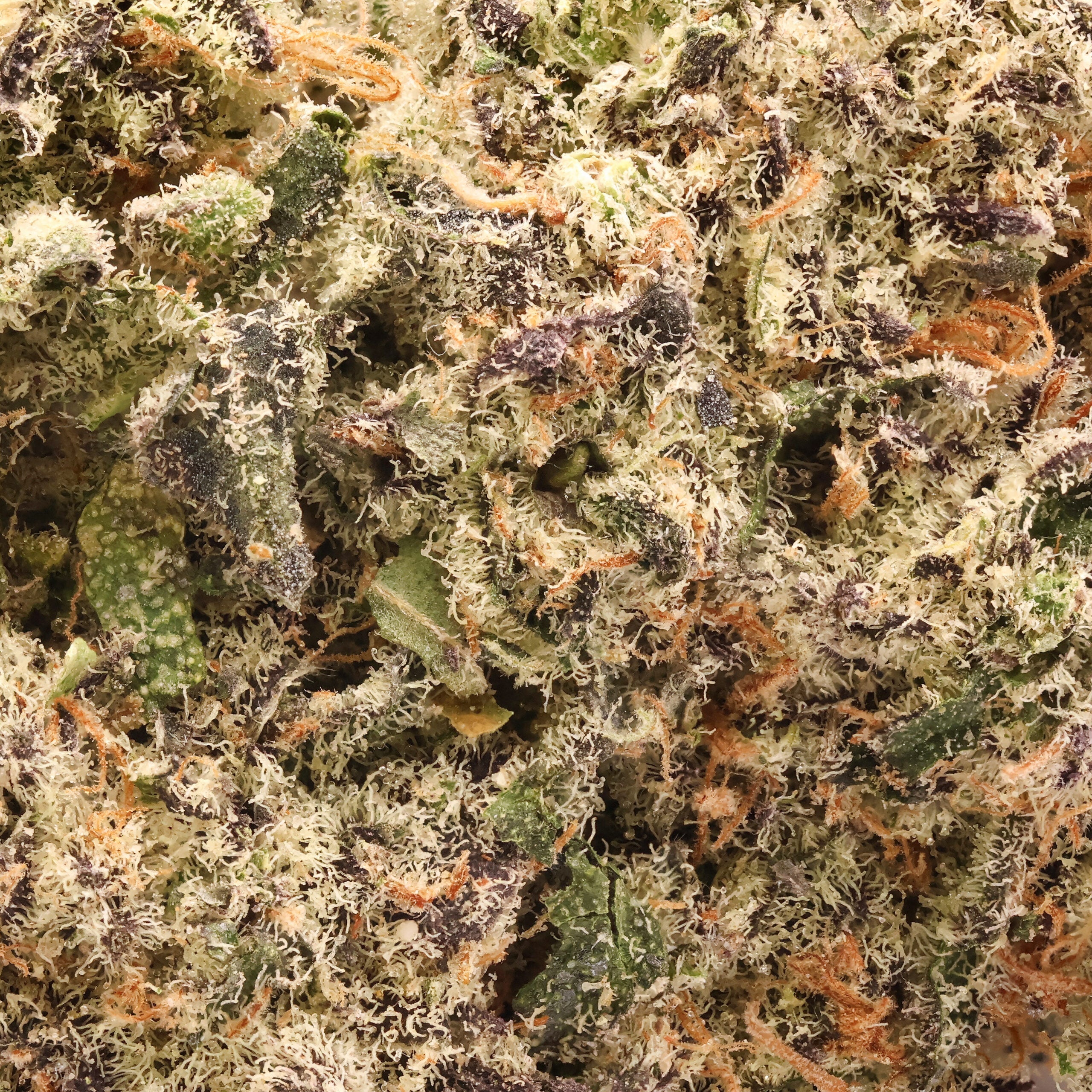 Hoot-Blueberry-Sugar-05