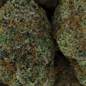 Jungle Ridge - Girl Scout Cookies (smalls) - Image 2