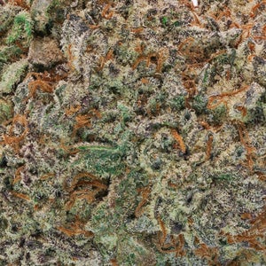 Lucky Farms - Black Domina - Image 5