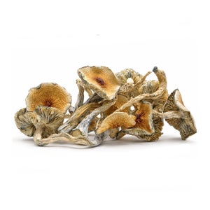 Amazeballs - Skinny Golden Teachers - Image 3