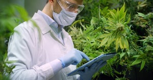 Common Mistakes in Cannabis Cloning How to Avoid Costly Pitfalls