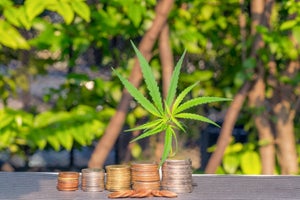 The Cost-Effectiveness of Cannabis Clones How Much Can You Really Save