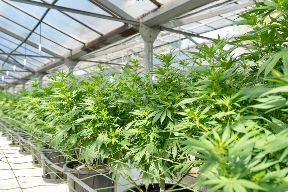 Clone Cuisine Nutrient Recipes For Thriving Plants Mr Clones