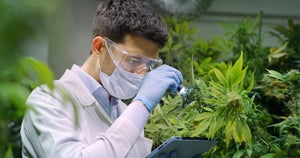 Celebrating Dr. Mechoulam The Pioneer of Cannabis Research