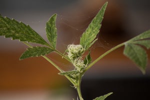Managing Red Spider Mites in Cannabis Tips and Treatments