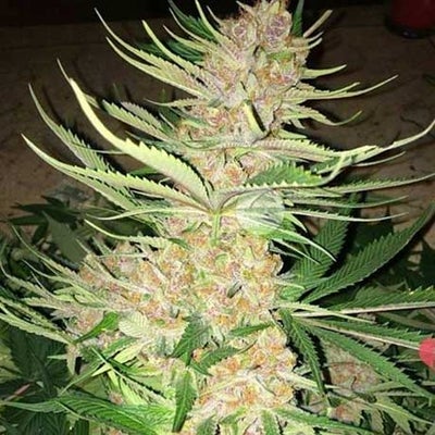 Pink blossoms of Pinkman Goo strain from Mr Clone, known for its potent effects