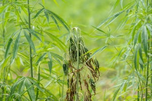 Tackling Fusarium in Cannabis Prevention and Remedies