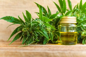 The ABCs of Full Extract Cannabis Oil (FECO)