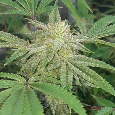 Rockstar Platinum Cannabis Clones Canada - Online Weed Strain