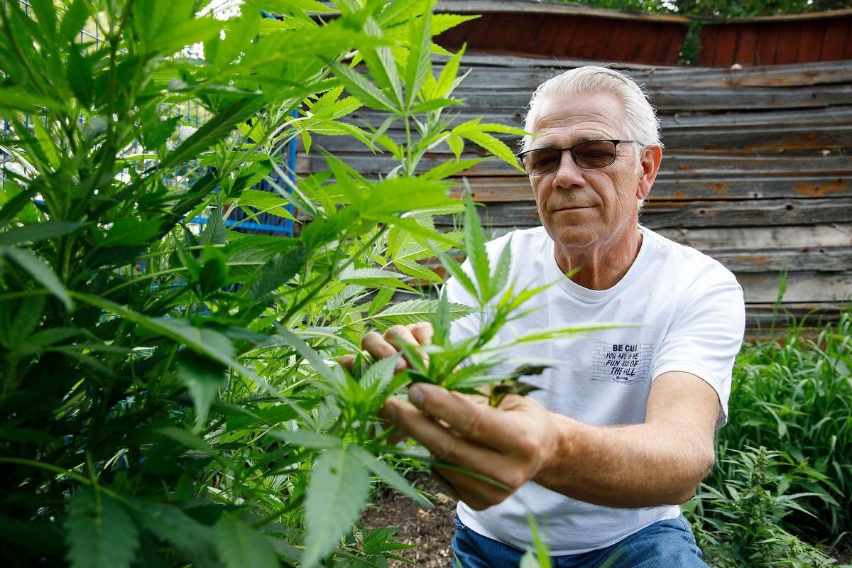 The Beginner's Guide: How Easy It Is To Grow Your Own Cannabis