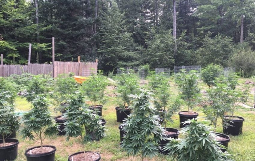 Mastering Clone Cultivation: Effortless Outdoor Cannabis Growing Unveiled