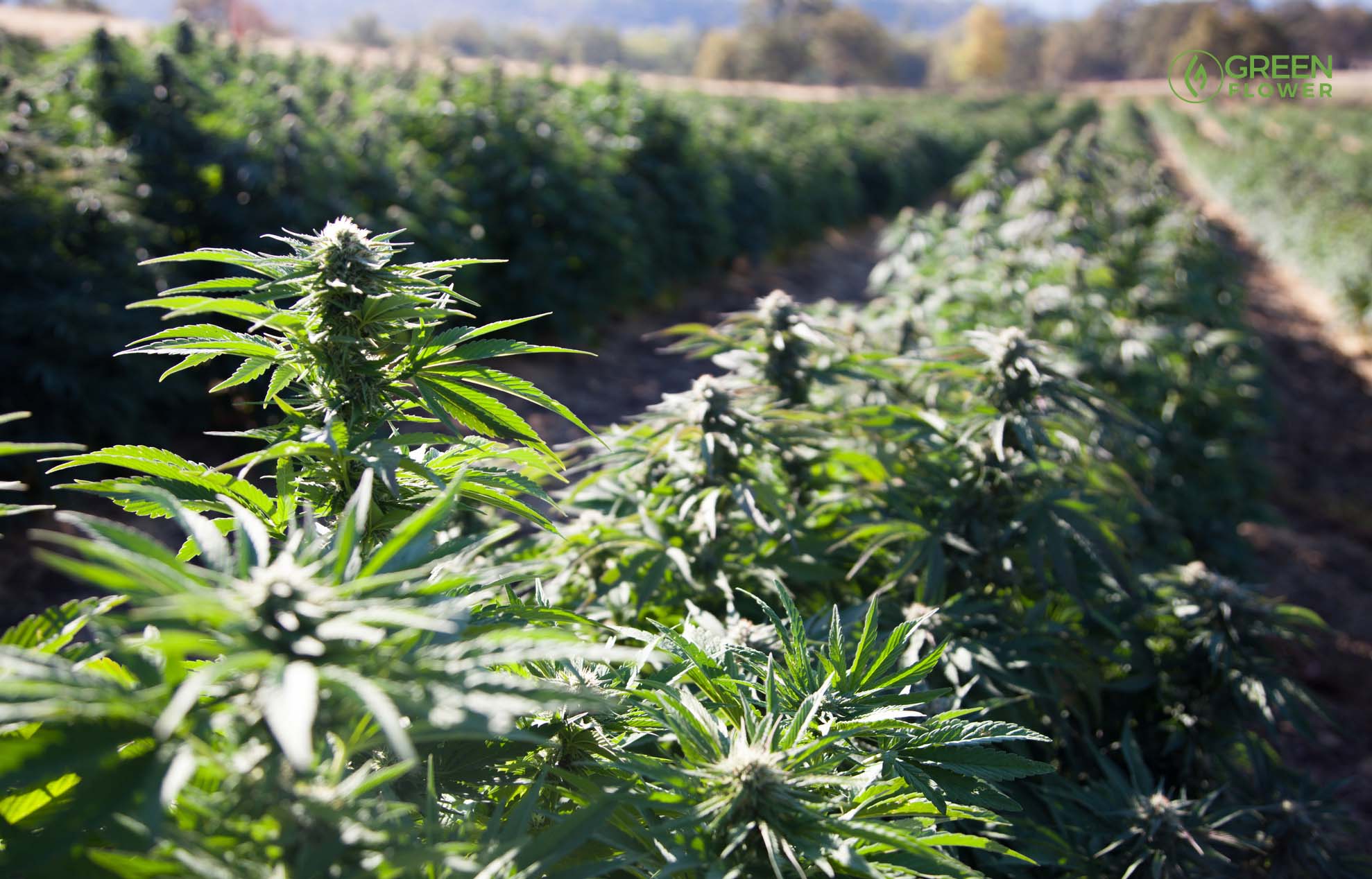 Embracing Outdoor Cloning: A Guide to Effortless Cannabis Cultivation and Bountiful Harvests