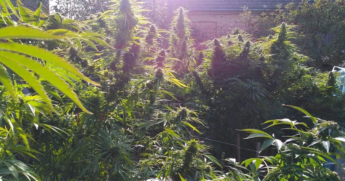 Clone Care 101: Essential Tips for Thriving Outdoor Cannabis Gardens