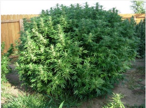 The Ultimate Guide to Outdoor Cloning: The Easiest Route to Superior Cannabis Cultivation