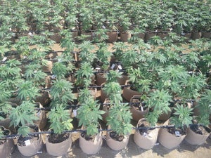 Unveiling the Efficiency of Outdoor Cannabis Cultivation: Simplifying the Process with Clones