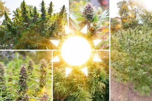 Planting with Purpose: Choosing the Ideal Location for Your Outdoor Cannabis Garden this Spring