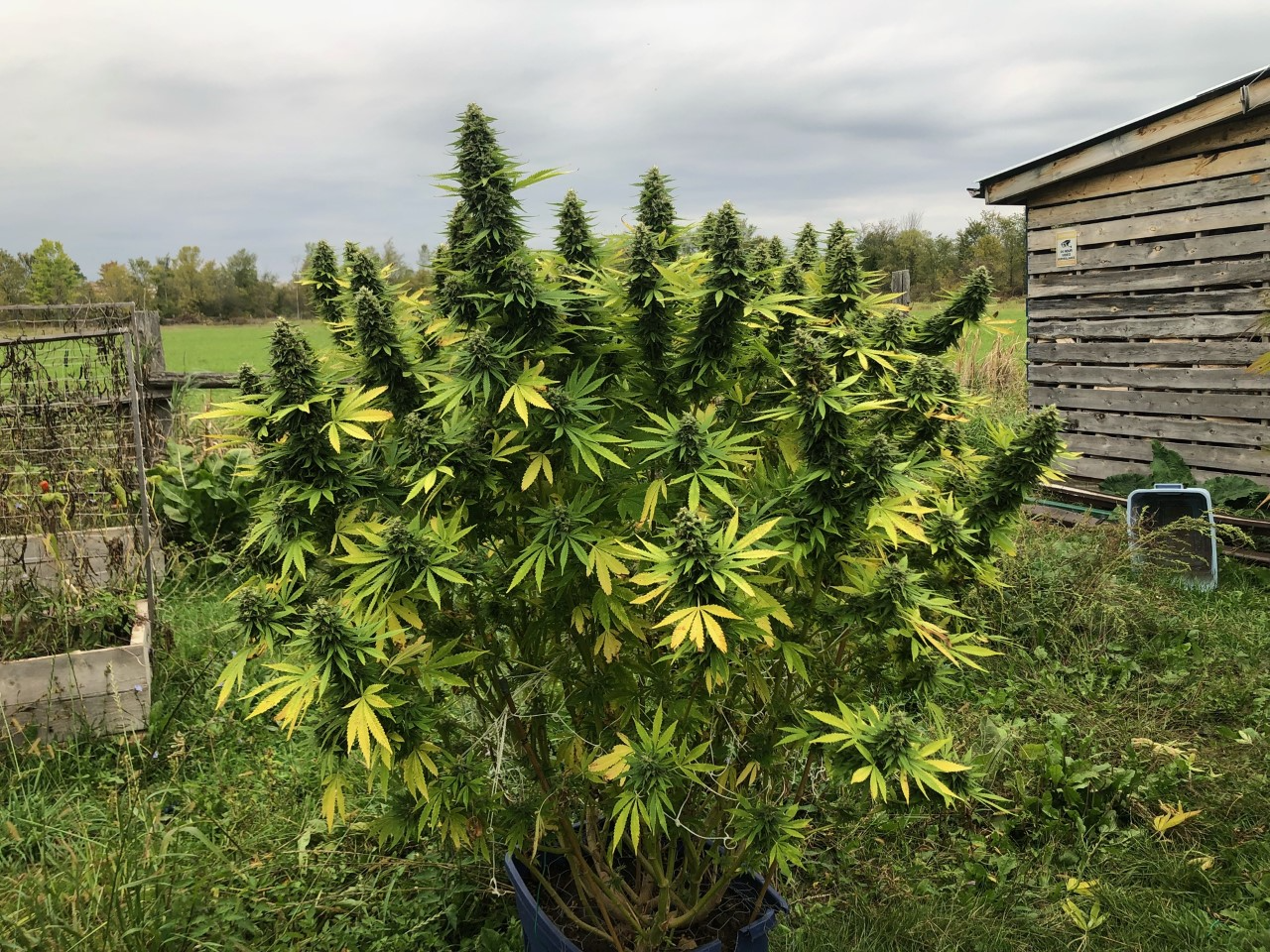 The Spring Planting Calendar: When to Plant Your Cannabis Seeds or Clones for Optimal Growth