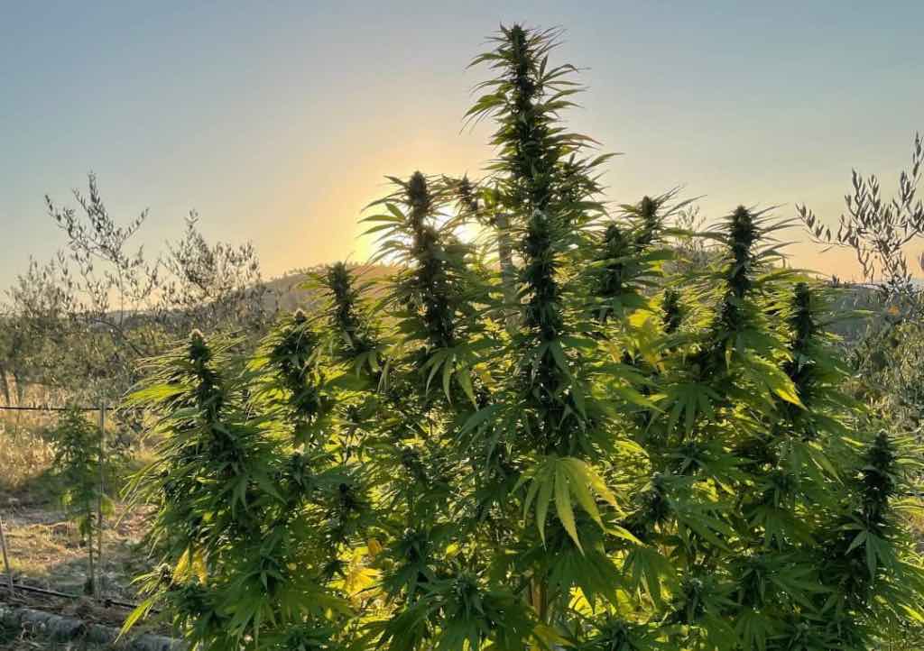 Spring into Success: A Guide to Timing Your Outdoor Cannabis Planting for Maximum Yield
