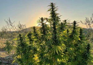 Spring into Success: A Guide to Timing Your Outdoor Cannabis Planting for Maximum Yield