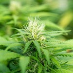 featured-image-weed-blog-103BTDS-t0d
