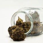 featured-image-weed-blog-112ajI3Q8d