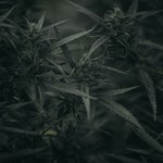 featured-image-weed-blog-113W8xV4K2E