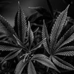 featured-image-weed-blog-1372fr3z68Q