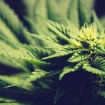 featured-image-weed-blog-1383j__zSL0