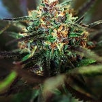 featured-image-weed-blog-14152LBdrtb
