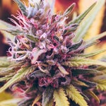 featured-image-weed-blog-160dpkbVIPC