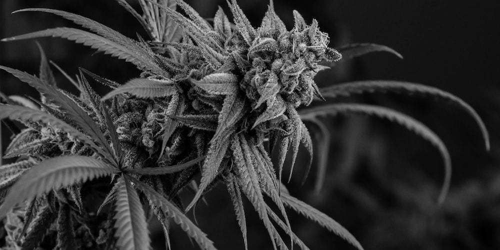 What Are the Benefits of Growing the Critical Kush Strain? ONLYGAS
