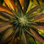 featured-image-weed-blog-22PB3veKmH
