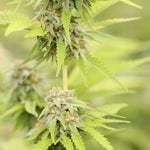 featured-image-weed-blog-243KnP3X3VY