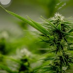 featured-image-weed-blog-2650TwcGcPo