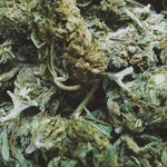 featured-image-weed-blog-28ErodQhq8