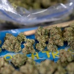 featured-image-weed-blog-2bFbiv-6P