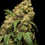 featured-image-weed-blog-60nq64pw_P