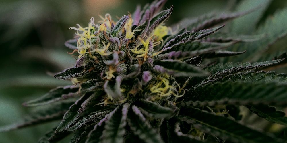 What Are the Benefits of Growing Blackberry Gelato Strains? ONLYGAS