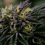 featured-image-weed-blog-82yGhqarGZ