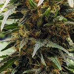 featured-image-medical-marijuana-215dsSZpa6X