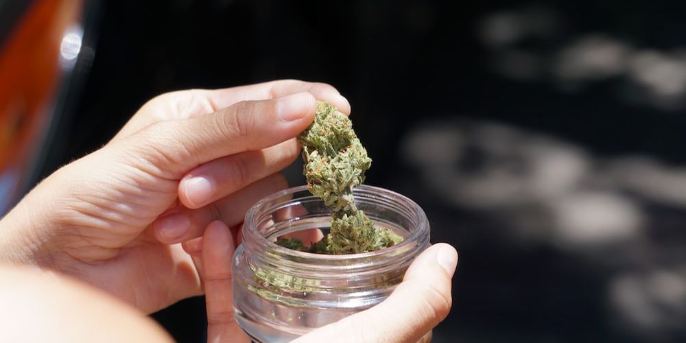 What Can the Honey Pot Hamilton Teach Us About Weed? ONLYGAS