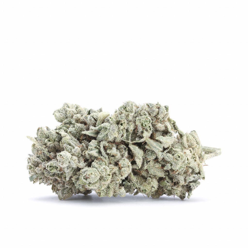 Gorilla Glue 4 strain bud on a white background. It's covered in light green leaves.